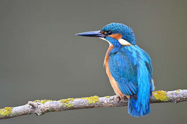 Eisvogel 