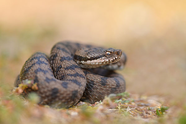 Aspisviper