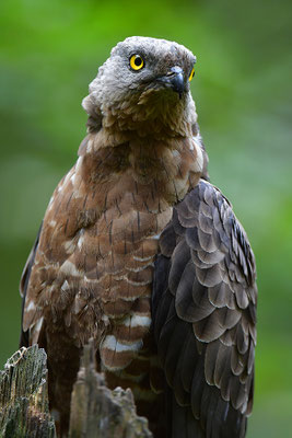 Wespenbussard, Nationalpark Bayrischer Wald Tierfreigelände Neuschönau