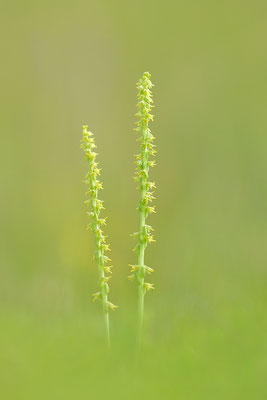 Honigorchis