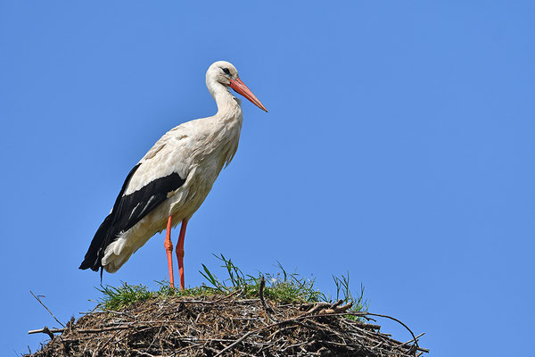 Weißstorch