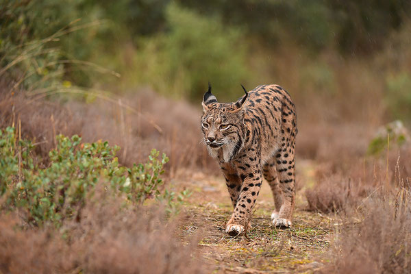 Pardelluchs