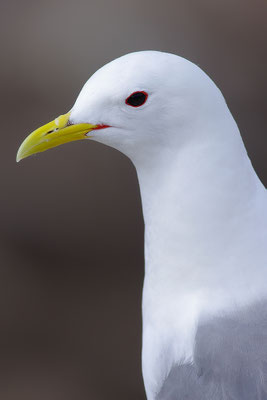 Dreizehenmöwe Kopfportrait