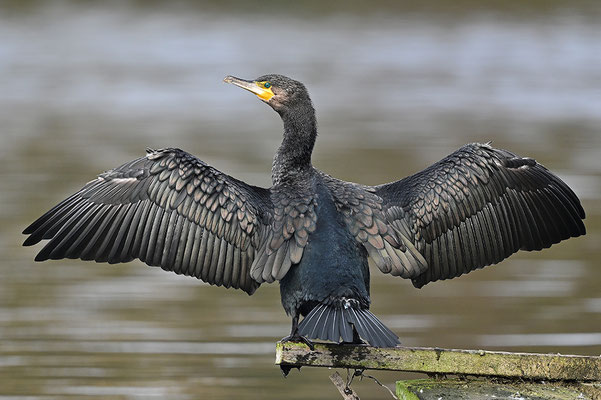 Kormoran