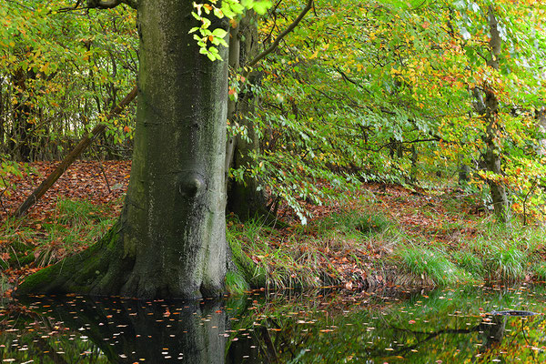 Nationalpark Jasmund