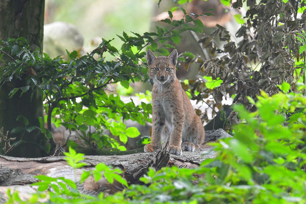 Luchs, Wildpark Anholter Schweiz