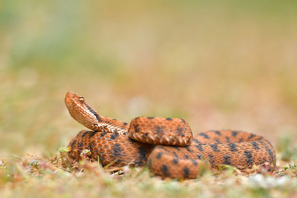 Aspisviper