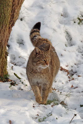 Wildkatze