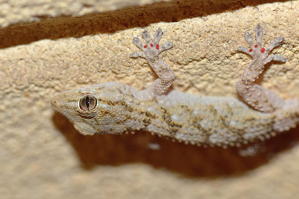 Mauergecko
