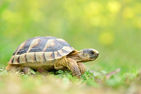 Breitrandschildkröte Jungtier