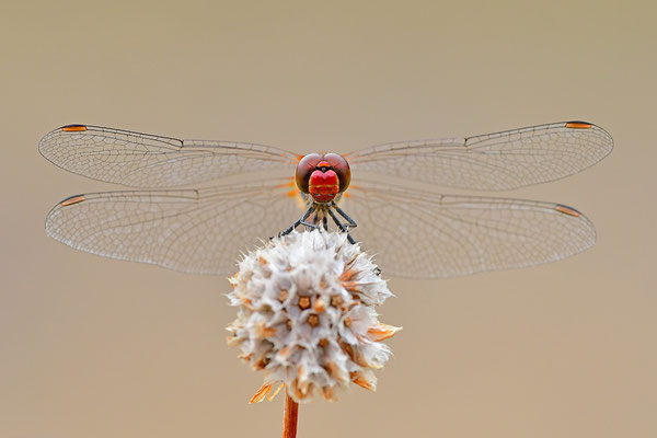 Blutrote Heidelibelle