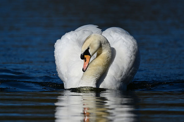 Höckerschwan