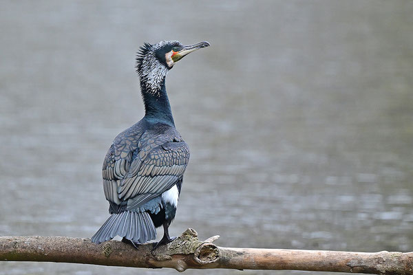 Kormoran