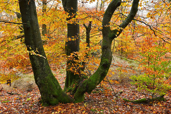 Hutewald Kalterherberg