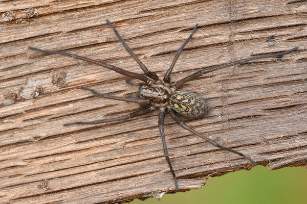 Große Winkelspinne, Hauswinkelspinne