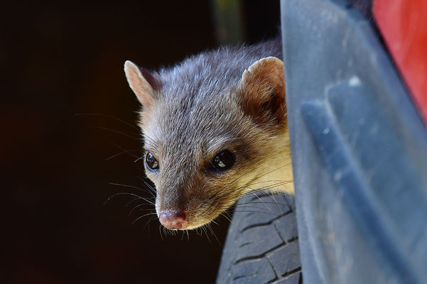 Steinmarder im Otterpark Hankensbüttel