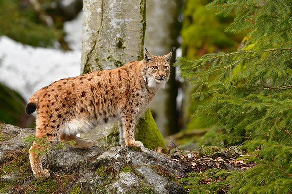 Luchs Nationalpark Bayrischer Wald Tierfreigelände Neuschönau