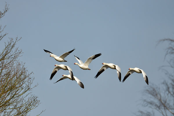 Schneegänse im Flug
