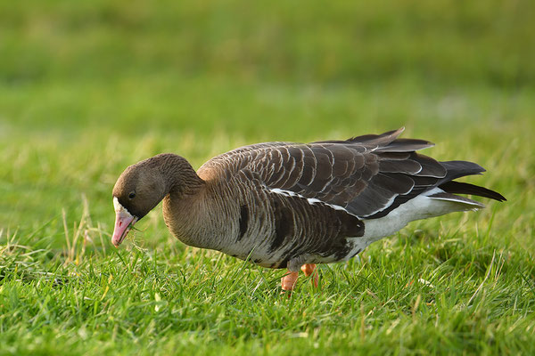 Blässgans