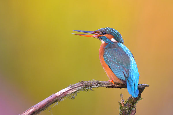 Eisvogel Weibchen