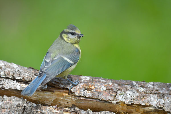 Blaumeise Jungvogel