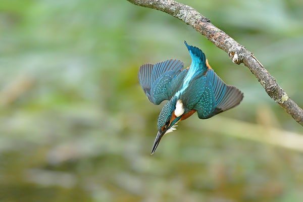Eisvogel im Flug