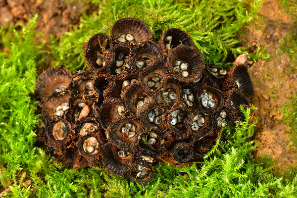 Gestreifter Teuerling