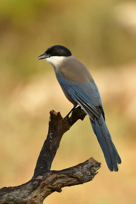 Blauelster