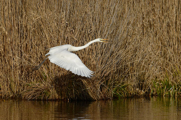 Silberreiher im Flug