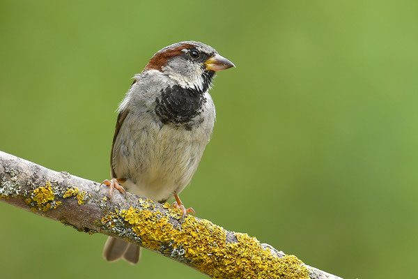 Haussperling Männchen