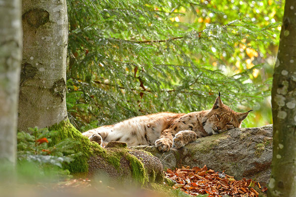 Luchs Nationalpark Bayrischer Wald Tierfreigelände Neuschönau
