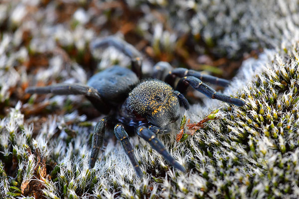 Rote Röhrenspinne, Weibchen