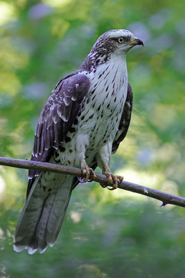 Wespenbussard, Nationalpark Bayrischer Wald Tierfreigelände Neuschönau