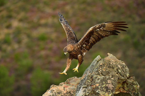 Steinadler