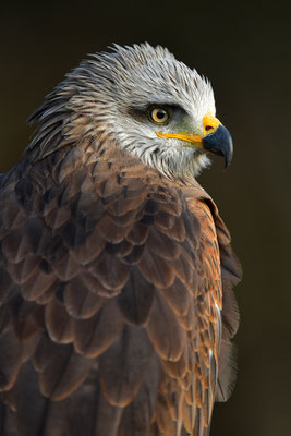 Schwarzmilan Portrait