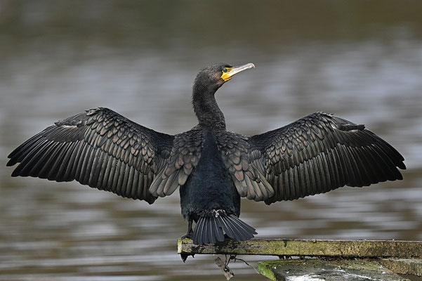 Kormoran