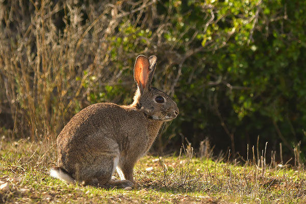 Kaninchen