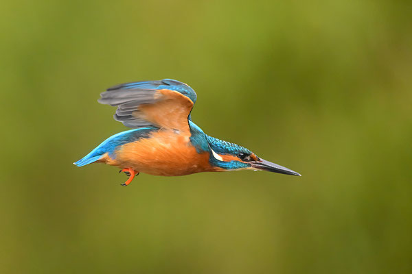Eisvogel Männchen