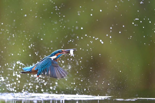 Eisvogel