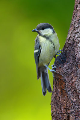 Kohlmeise Jungvogel