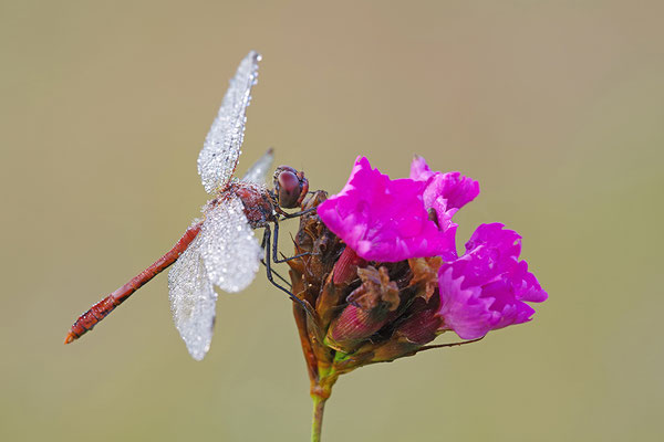 Blutrote Heidelibelle Männchen