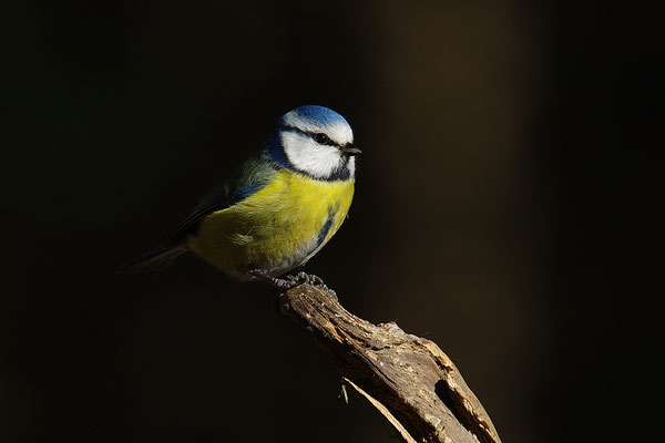Blaumeise