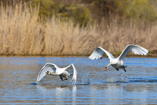 Höckerschwäne im Flug