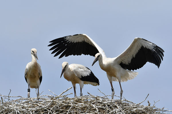 Weißstorch Jungvögel am Nest