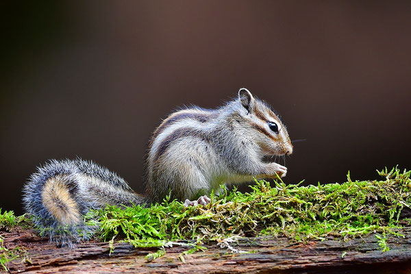 Sibirisches Streifenhörnchen