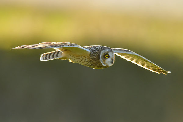 Sumpfohreule im Flug