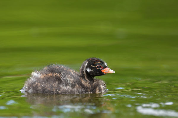 Zwergtaucher Jungvogel