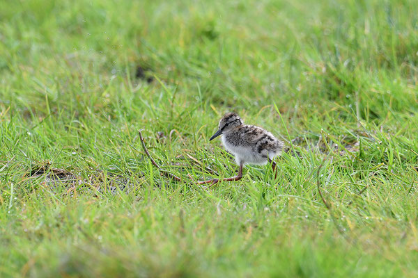 Rotschenkel Jungvogel