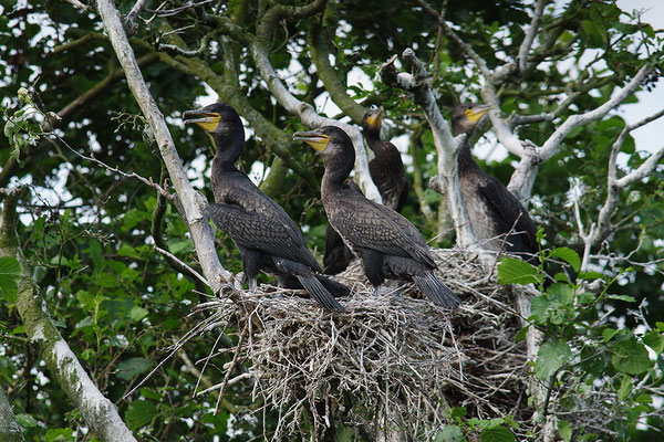 Kormorane am Nest