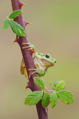 Laubfrosch